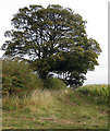 Hedgerow trees, Otby in LN8 3UU