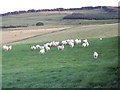 Sheep, Mains of Creuchies in PH11 8LG