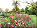Greenwich Park: rose garden in SE10 8AR