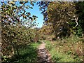 Path through the woodlands below Castell Aberlleiniog in LL58 8RU