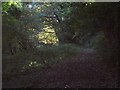 Woodland footpath to Aberlleiniog in LL58 8RU
