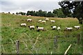 Browsing sheep near Insh in PH21 1NT