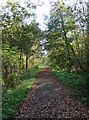 Path in Uffmoor Wood in B63 1ER