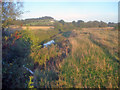 River Marden north of Stanley Bridge in SN15 3RH