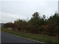 Trees near The Hardwick roundabout, Kings Lynn in PE30 4WS