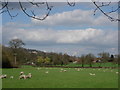 Grazing Sheep in TN8 6SD