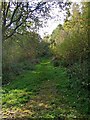 Path to the edge of Uffmoor Wood in B62 0NX