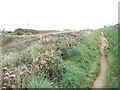 Coast path to south of Whitesands Bay in SA62 6PT