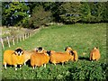 Orange sheep, East Tullyfergus in PH11 8JZ