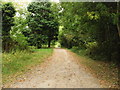 Path through the trees in NW3 7HD