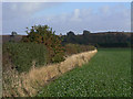 Hedgerow near Gunthorpe in NG14 7EX