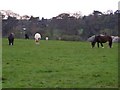 Horses Grazing Baas Hill Broxbourne in EN10 7PY