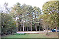 Pines in Footlands Wood in TN32 5QX