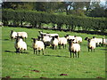 Sheep on Gaer Hill Farm in St. Arvans Community
