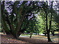 Trees in Cwmdonkin Park in SA2 0TW