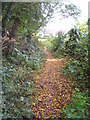 Footpath on the edge of Jew's Wood Plymstock in PL9 9GB