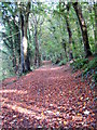 Footpath in Jew's Wood in PL9 8HE
