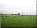 Cattle in field off Domgay Lane in SY22 6SW