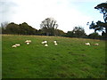 Sheep pasture at Hardwick Farm in PL7 1QF