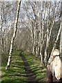 Silver Birch by the footpath, Scarcroft - Bardsey in LS14 3AH