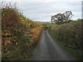 Autumn Coloured Lane near Colfryn in SY22 6WF