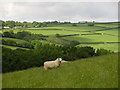 Sheep in field at East Penrest Farm in PL15 9PN