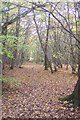 Woodland path in Blean Wood in ME13 9HB