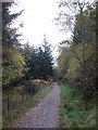 Great Glen Way in Clunebeg Wood in IV63 6UU