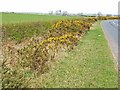 Furze by the roadside, Bishop Middleham to Fishburn in TS21 4AH