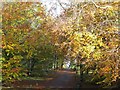 Autumn beeches at Balbirnie Park in KY7 6YB