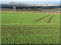 Looking across the barley in EH22 2PQ