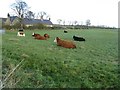 Cattle at Airfield in EH22 2PE