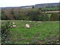 Sheep in the field near Dunchideock in EX2 9UJ