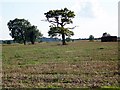 Stubble field near Charlton Mackrell in TA11 6AH