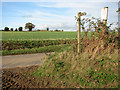 Footpath from Stubbs Green meets Roger's Lane in Shotesham