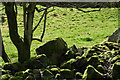 Mossy Stones below Fornought Farm in PH7 3NS
