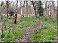 Footpath through Greno Wood in S35 8NZ