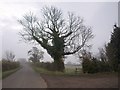 Tree by the road to Horley in OX15 6DF
