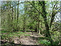 Woodland Path in TN11 9QA