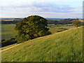 Ladle Hill's northern flank in RG20 9NR