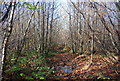 Bridleway through Hurst Wood in TN11 9SN