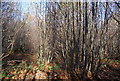 Coppiced trees, Hurst Wood in TN11 9SN