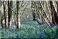 Bluebells in Pockets/Pococks Copse in RG42 4GB