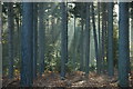 Crepuscular rays in Swinley Forest/Crowthorne Wood in RG40 3DR