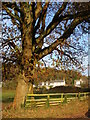 Roadside tree in late Autumn sunlight, Itton in NP16 6BZ