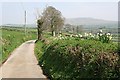 A Country Lane in PL19 9JS