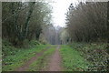 Track into the Woods in TA5 1AZ