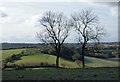 Bare trees south of Coxlease Farm in RG9 6JJ