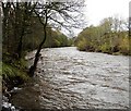 River Wear below Bollihope Burn confluence in DL13 2SJ