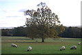 Sheep grazing in Parkland, Fairlawne Park in TN15 0PP
